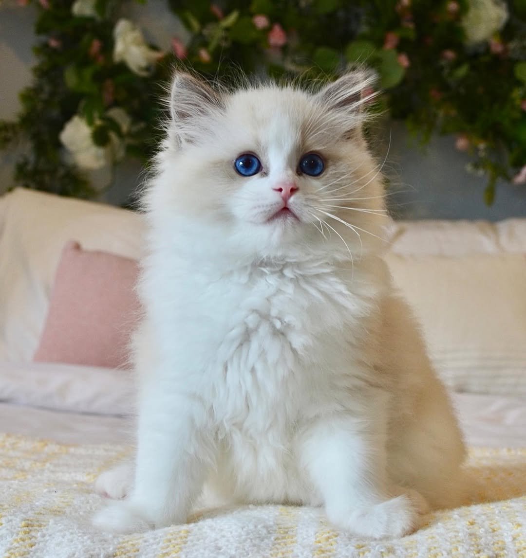 ragdoll cats for sale