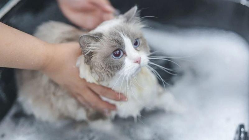 how to bathe ragdoll cat