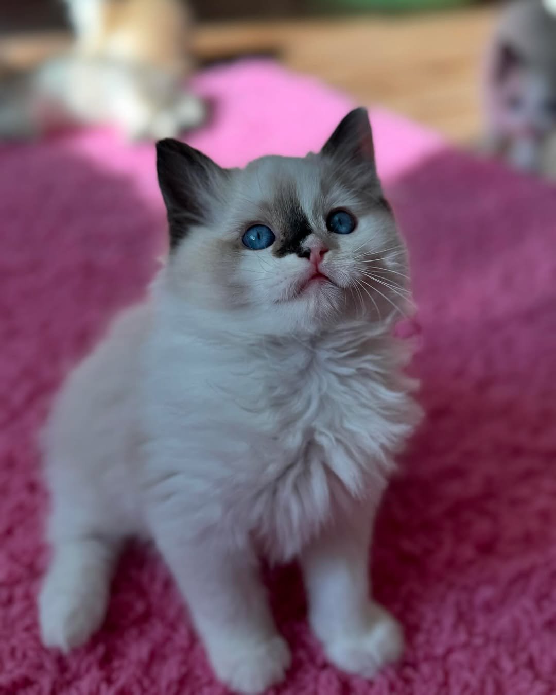 ragdoll kittens for sale