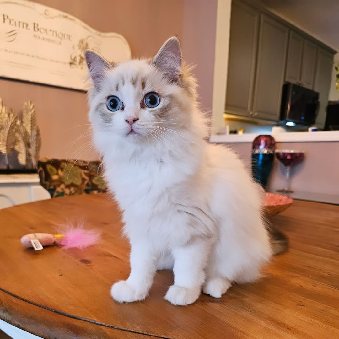 ragdoll kittens for adoption