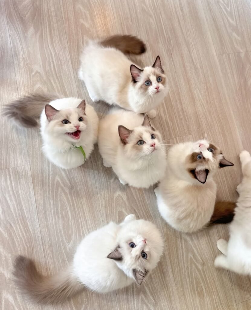 about ragdoll cats