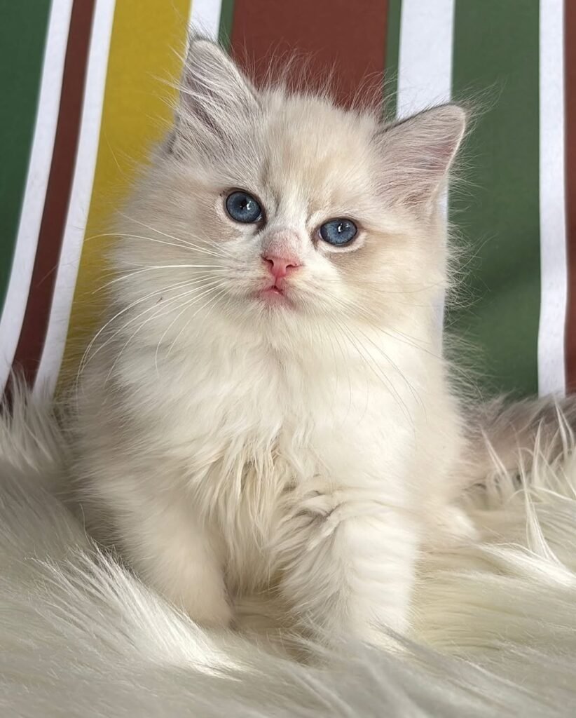 ragdoll kittens for sale