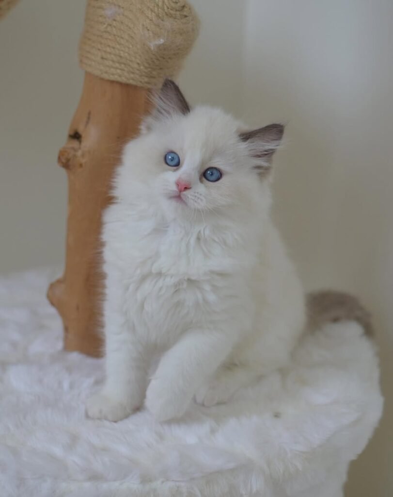 ragdoll kittens