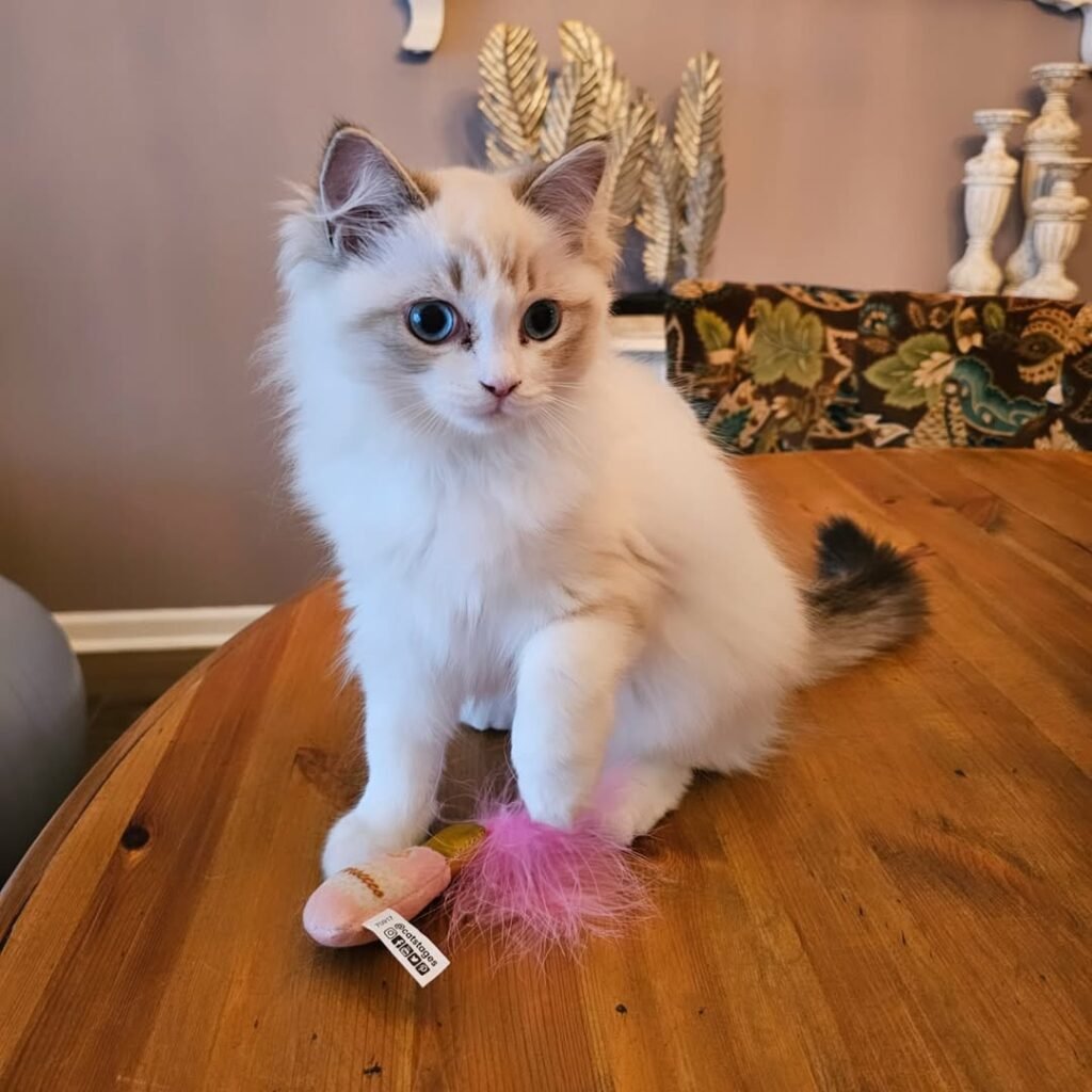 ragdoll cats for sale