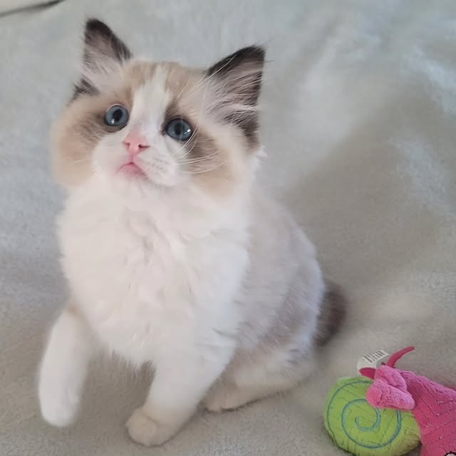 ragdoll cat