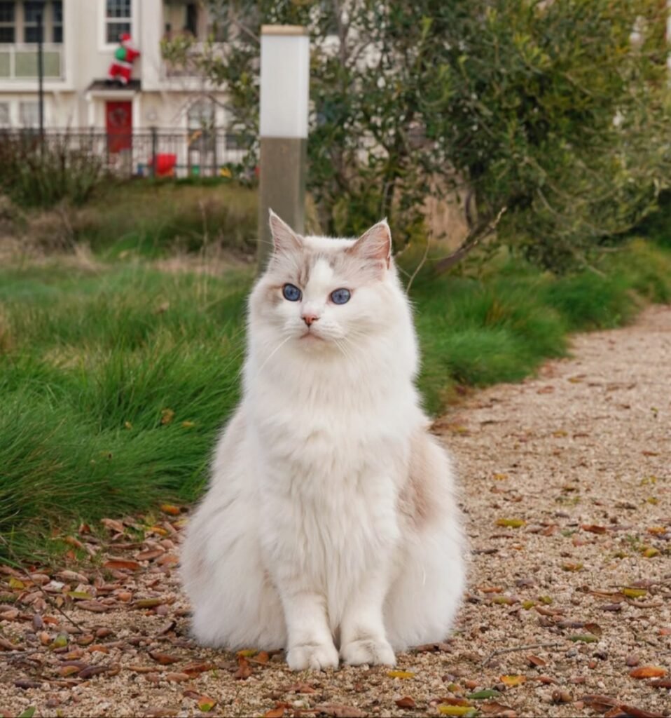 Ragdoll cat breed