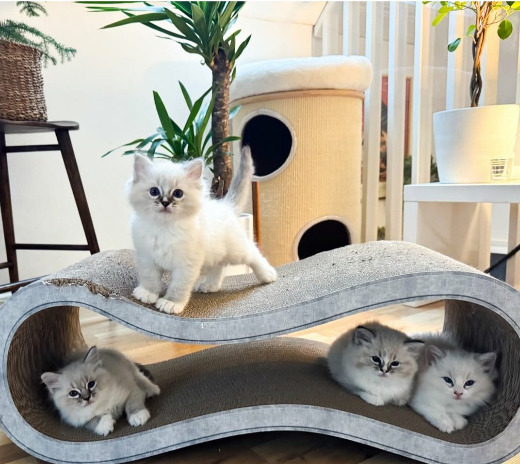 ragdoll kittens for sale